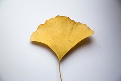 How Can Ginkgo Biloba Boost Your Energy & Brain Performance?