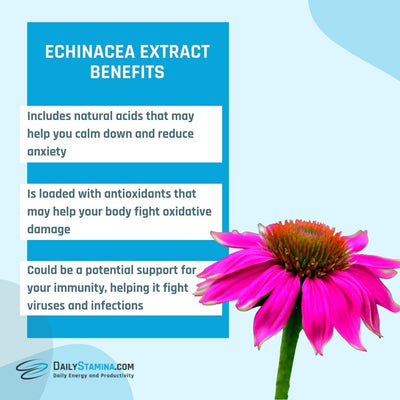 Echinacea Extract and its three benefits for your health