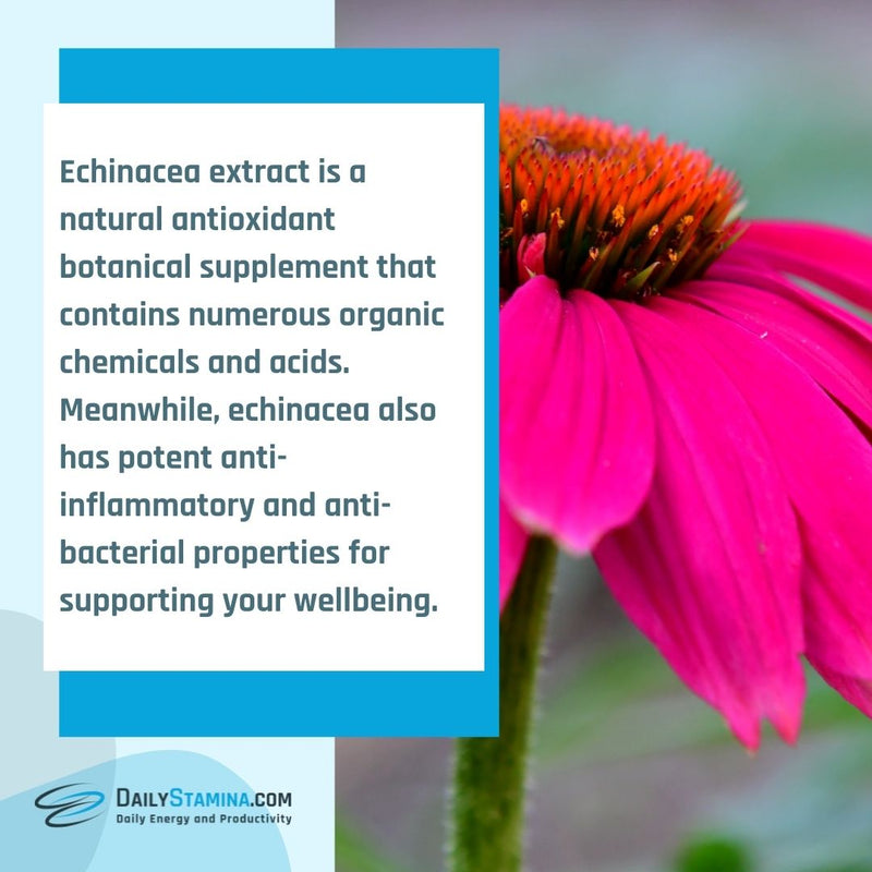 Description of Echinacea Extract supplement and scientific facts about its advantages